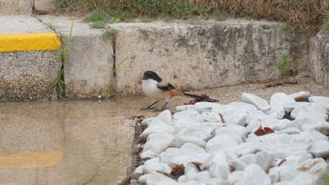 long-tailed shrike drinks water from puddle and flies away