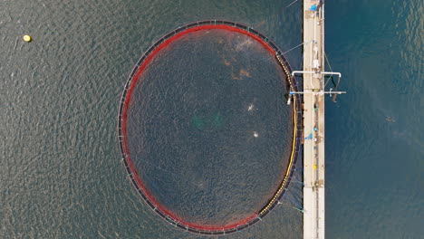 un corral marino noruego redondo en una acuicultura con salmón saltador