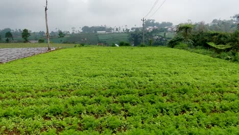 Paisaje-Rural-Aéreo-De-La-Plantación-De-Patatas-En-El-Pueblo-De-La-Isla-De-Java,-Indonesia