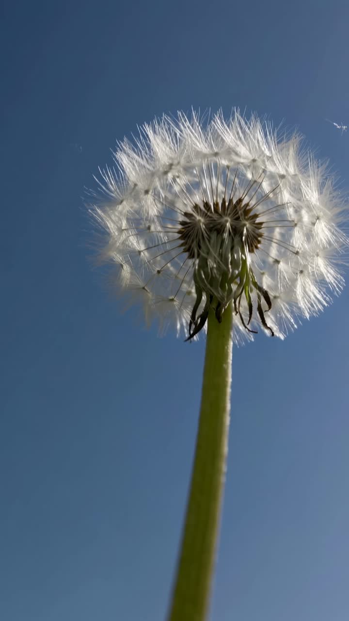 Primo piano sfocato di un dente di leone contro un cielo azzurro limpido, ripreso da un'angolazione bassa