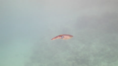 Calamares-En-El-Arrecife-De-Coral-Del-Mar-Rojo-De-Egipto,-Los-Calamares-Son-Nadadores-Rápidos,-Se-Mueven-Por-Propulsión-A-Chorro-Y-Localizan-En-Gran-Medida-A-Sus-Presas-A-Simple-Vista