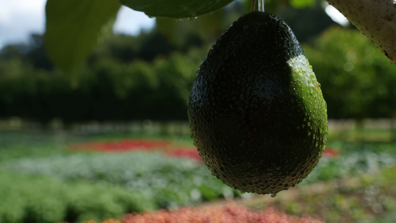 Avocado with Water Droplets on a Farm