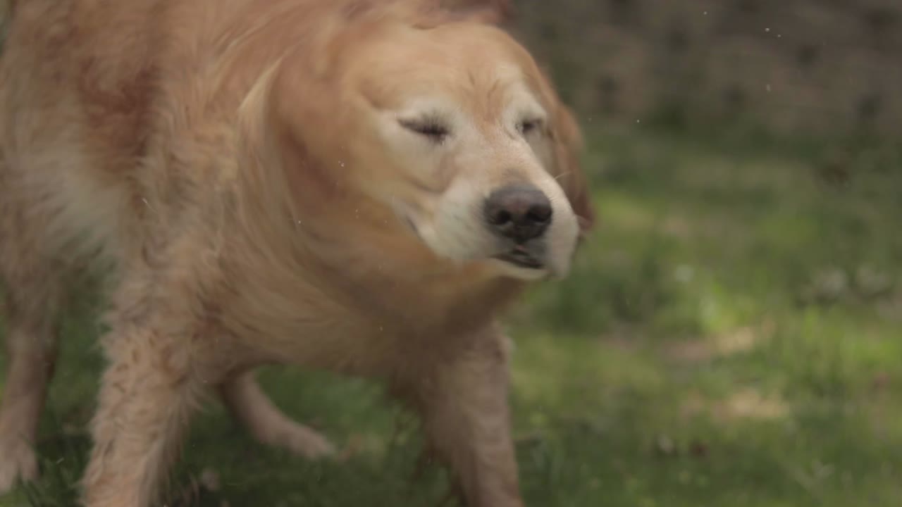 Golden retriever swimming and playing in backyard
