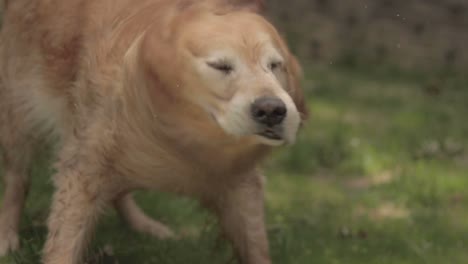 golden retriever swimming and playing in backyard