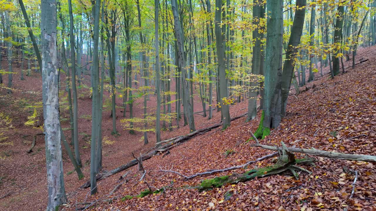 Autumn Forest Scenery