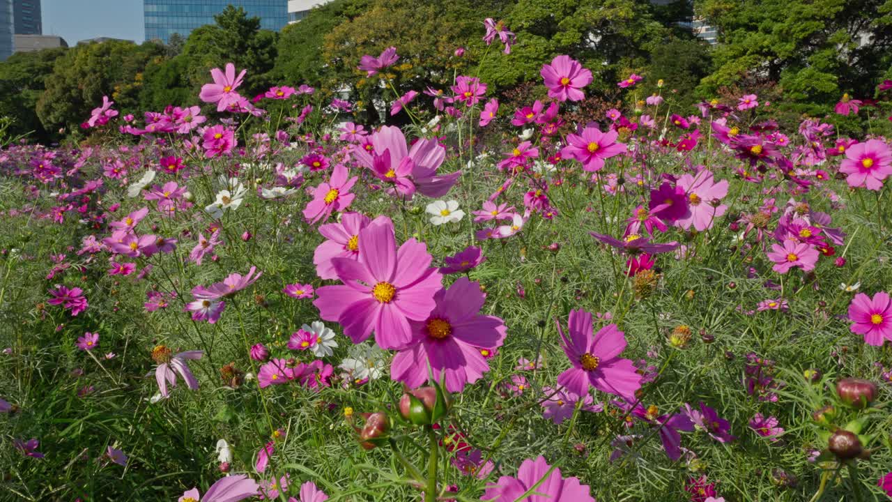 A beautiful field of vibrant pink and white cosmos flowers fills Hamarikyu Gardens. Lush green foliage and distant city buildings provide a serene backdrop on a sunny autumn day in Tokyo.