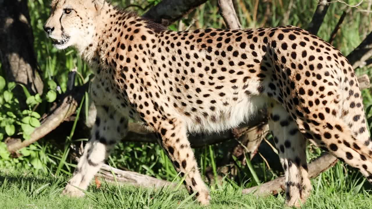 A cheetah elegantly strides through lush green grass and foliage, showcasing its spotted fur and natural beauty.