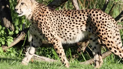 a cheetah elegantly strides through lush green grass and foliage, showcasing its spotted fur and natural beauty.