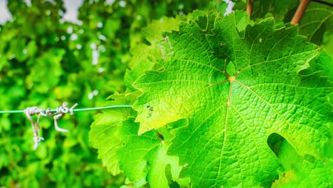 Zoom-in-on-a-wine-leaf