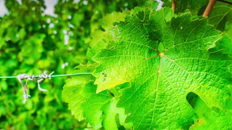 zoom in on a wine leaf