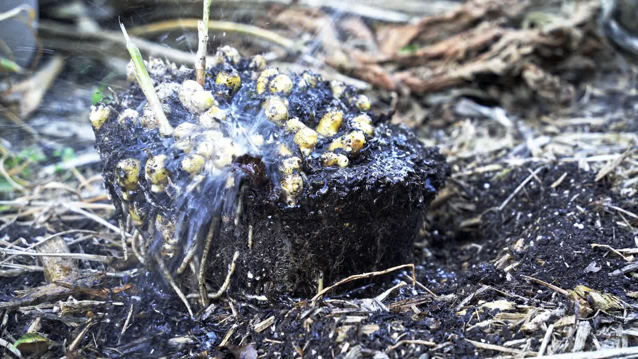 Fresh harvested ginger in a dirt mound being washed with a hose of water Delicate Process of Ginger Harvesting in Full Bloom home gardening