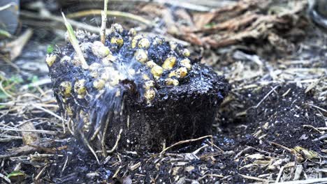 el jengibre recién cosechado en un montículo de tierra que se lava con una manguera de agua proceso delicado de cosecha de jengibre en plena floración jardinería casera