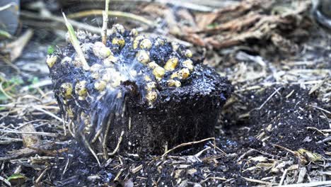 fresh harvested ginger in a dirt mound being washed with a hose of water delicate process of ginger harvesting in full bloom home gardening