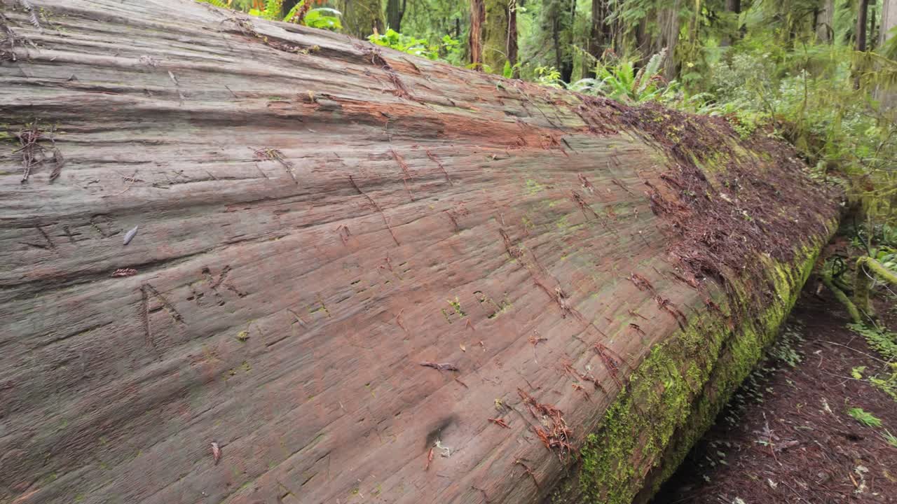 Gimbal close-up panning shot of graffiti carvings on a fallen tree from tourists at Redwoods National Park, in Northern California. 4K
