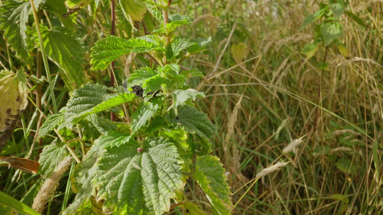Macro of caterpillar feeding on green leaf establishing natural insect detailed life feeding and crawling