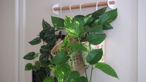 indoor plants hanging on a wall