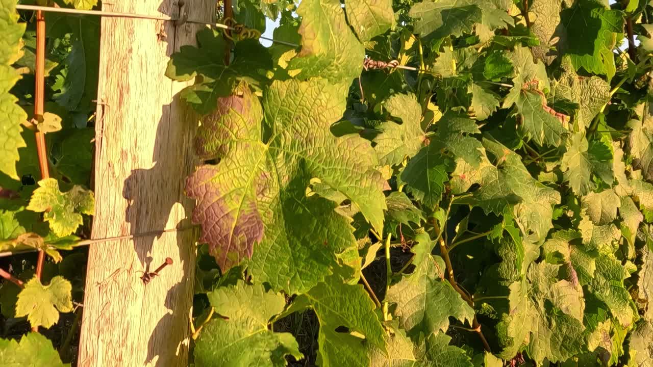 Close-up of ripe grapes and lush leaves in a sunlit vineyard with distant countryside houses.