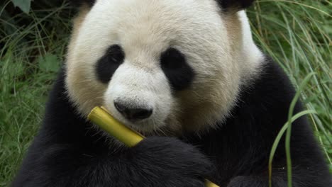 front view of a panda peeling of the skin of a bamboo