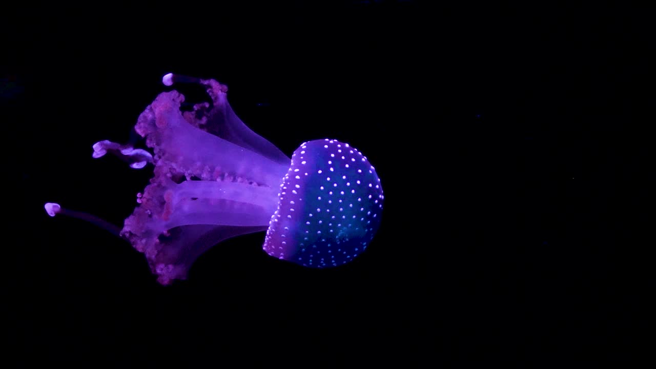 medusas moradas nadando con un fondo negro en cámara lenta a 120fps en full hd
