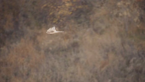 Bird-Flying-Nature-Landscape-In-Turkey.-tracking-shot