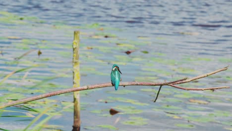 rearview of kingfisher perched on branch looking side to side over idyllic pond in friesland netherlands