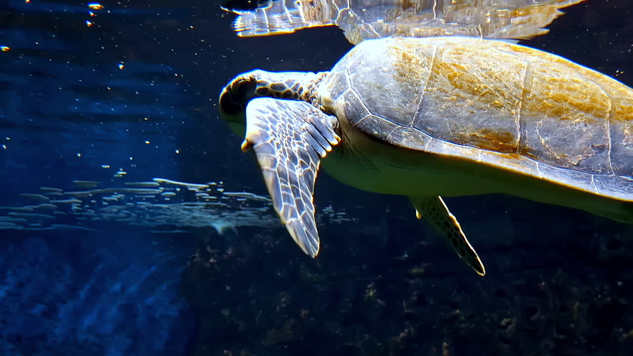 Magnificent giant golden sea turtle spreads its paws and swims