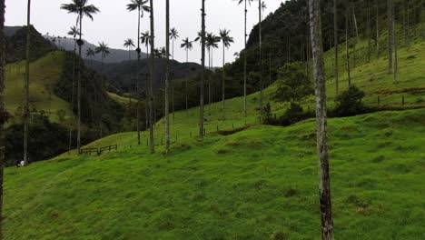 Drone-shot-flying-between-wax-palm-trees-in-Cocora-Valley,-Colombia