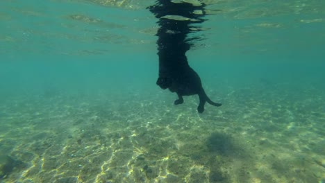 slow motion, black dog swim on surface of water in sunlight. underwater shot. red sea, dahab, egypt