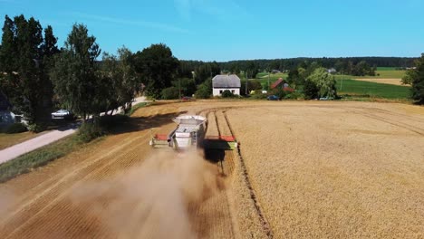 aerial view of harvester mower mechanism cuts wheat spikelets-5