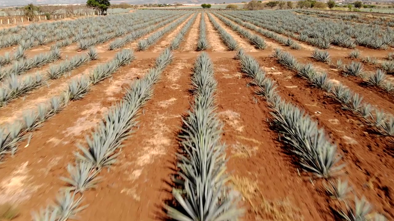 AGAVEMARKER I TEQUILA JALISCO MED DRONE.