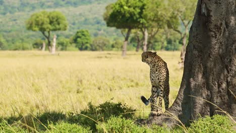 Gepard-In-Kenia,-Afrika-Wildtier-Safaritier-In-Der-Afrikanischen-Masai-Mara-In-Der-Wunderschönen-Savannenlandschaft-Mit-Langem-Gras,-Aufnahme-Aus-Einem-Niedrigen-Winkel-In-Der-Masai-Mara-In-Savannengräsern-Und--ebenen