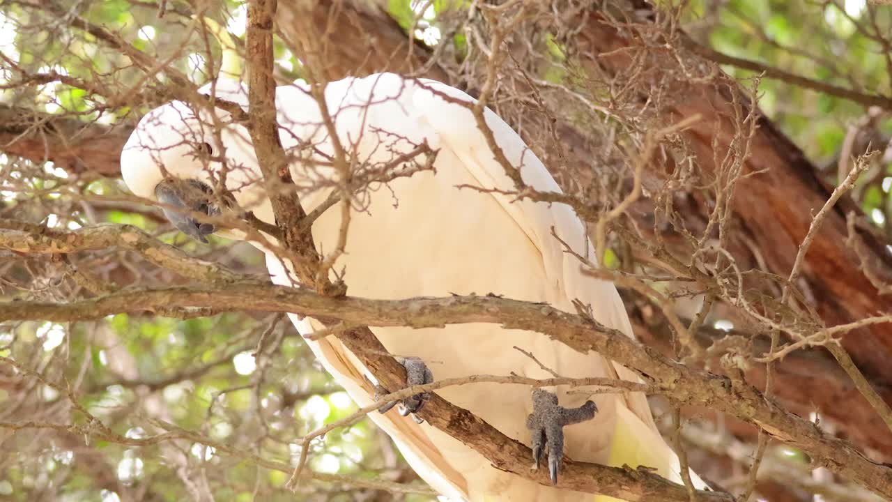 una cacatúa en una rama de un árbol