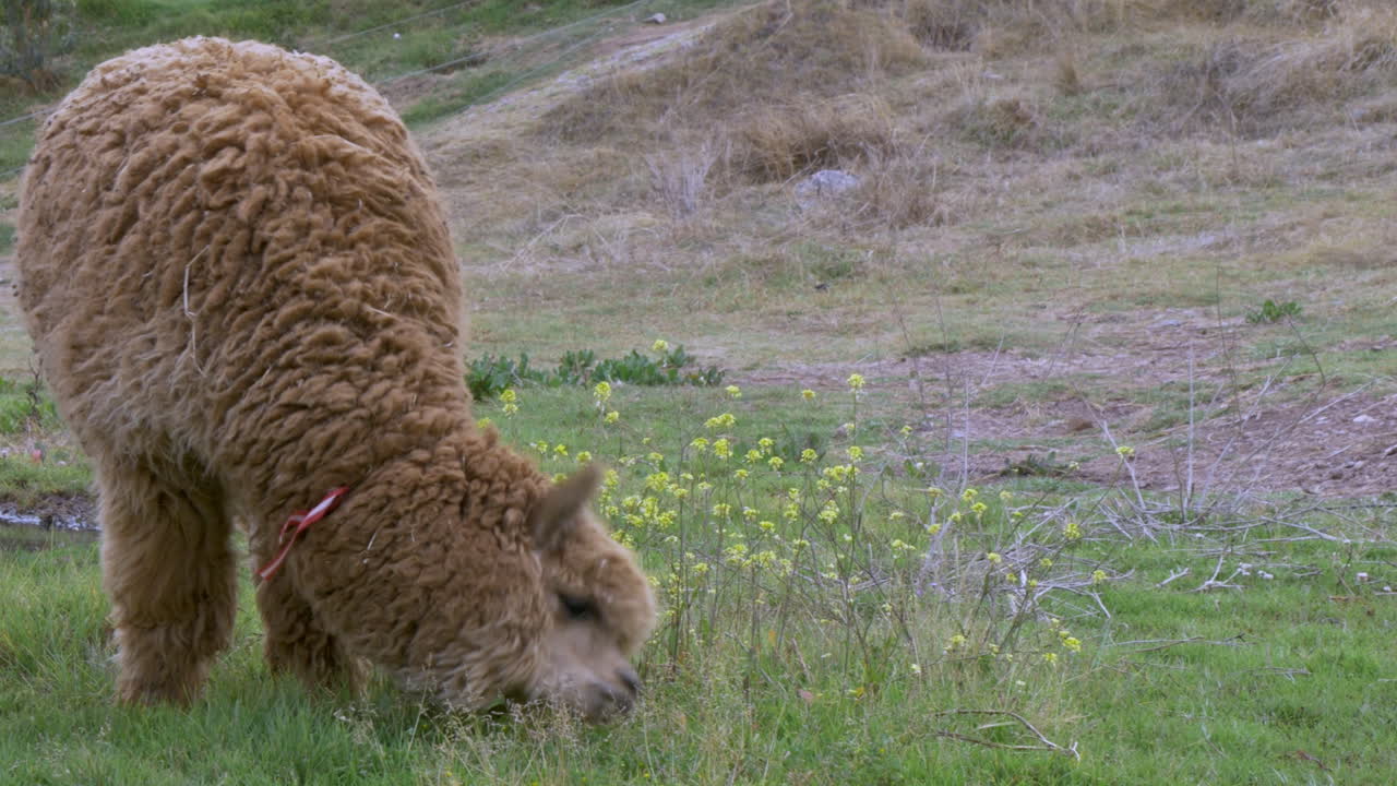 alpaca marrón pastando en un campo