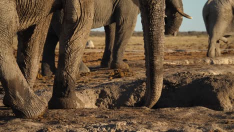 three elephants, mud bath in dry savannah, low angle static shot