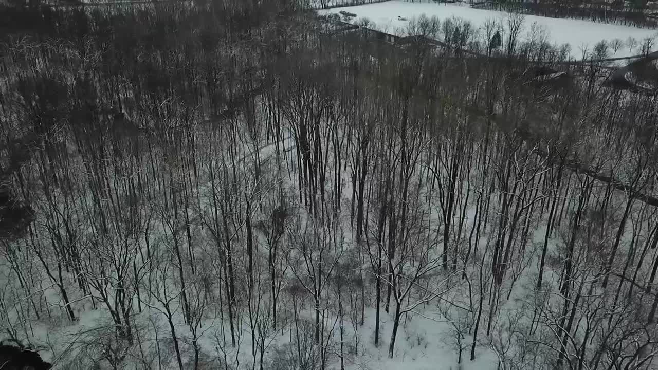 Riprese con drone di alberi