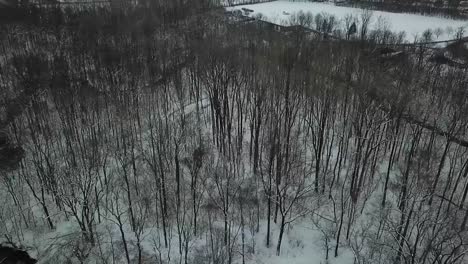 Drone-Footage-of-Trees