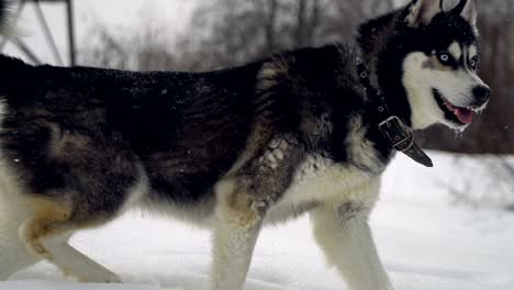 husky playing in the snow