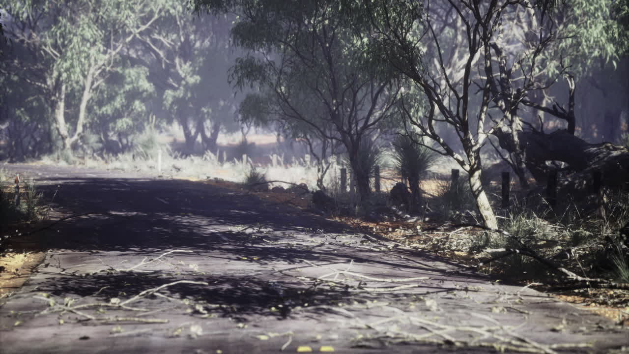 Quiet forest road surrounded by tall trees and scattered leaves during daytime