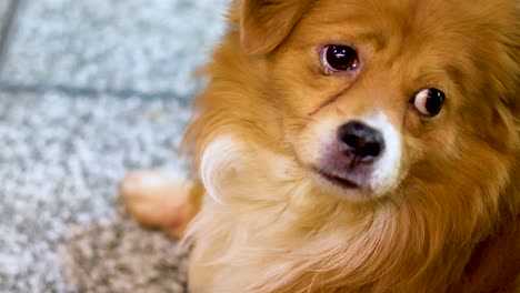 a dog sits calmly on a tiled floor