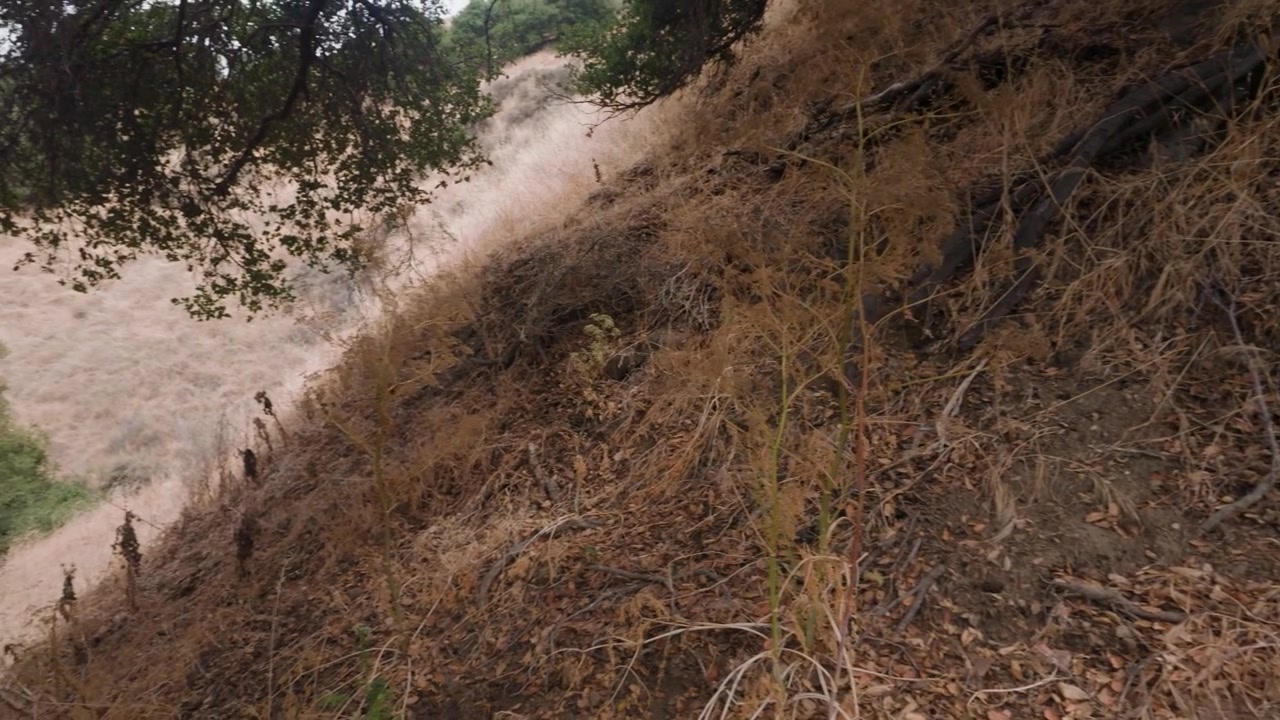 A sunlit dry hillside shows golden vegetation and rugged terrain during the California summer.