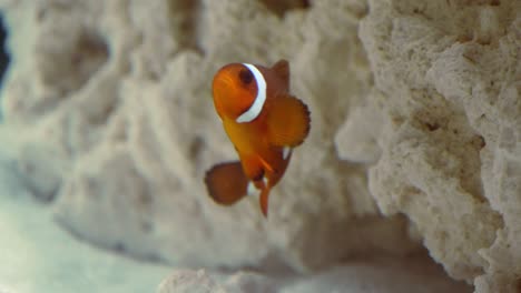 a close-up of a maroon clownfish in an aquarium