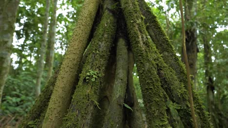 Natural-marvel:-Explore-the-extraordinary-Walking-Tree-from-Ecuador's-oriental-region