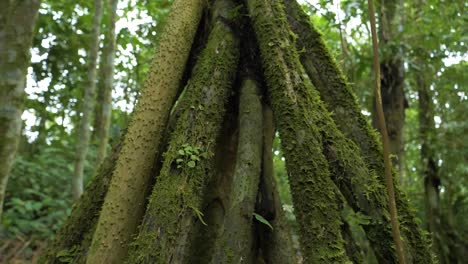 Natural marvel: Explore the extraordinary Walking Tree from Ecuador&#039;s oriental region