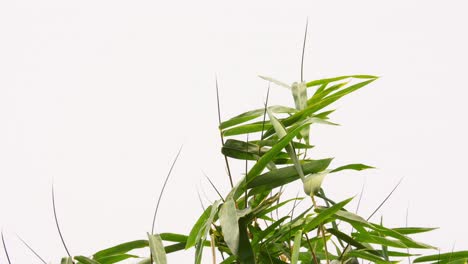 tropical green waving bamboo tree branch blowing in wind natural relax background concept with sunlight, abstract and bokeh