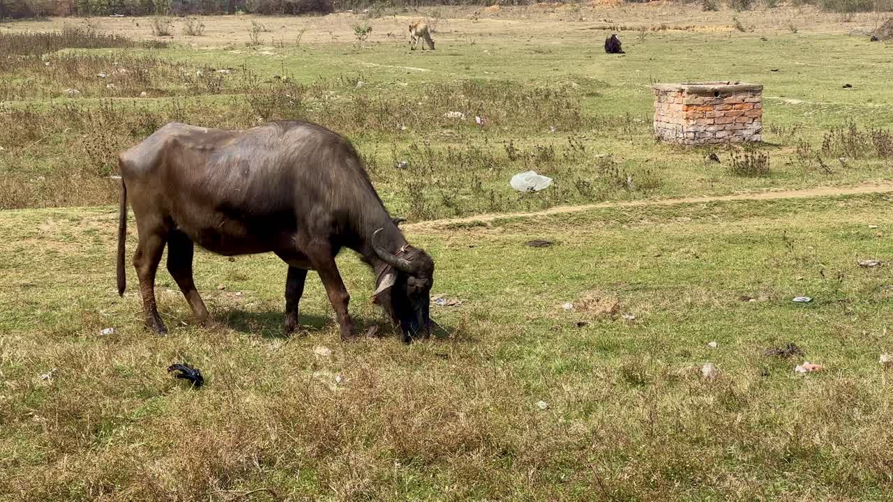 Domastic Water buffalo grazing in the grass field