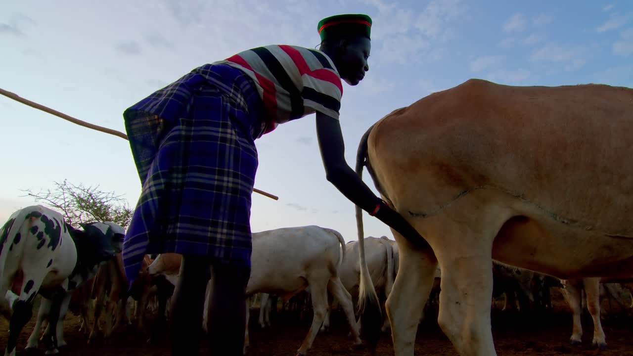 Karamojong Farmer Checking Cow's Vagina For Insects And Pests In Uganda, Africa - Close Up