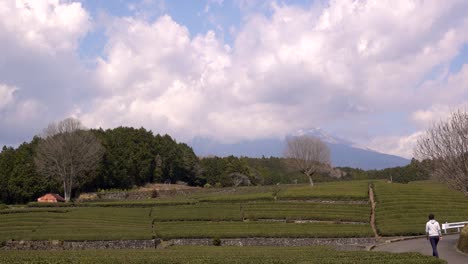 male walking on road next to stunning green tea fields at obuchi sasaba