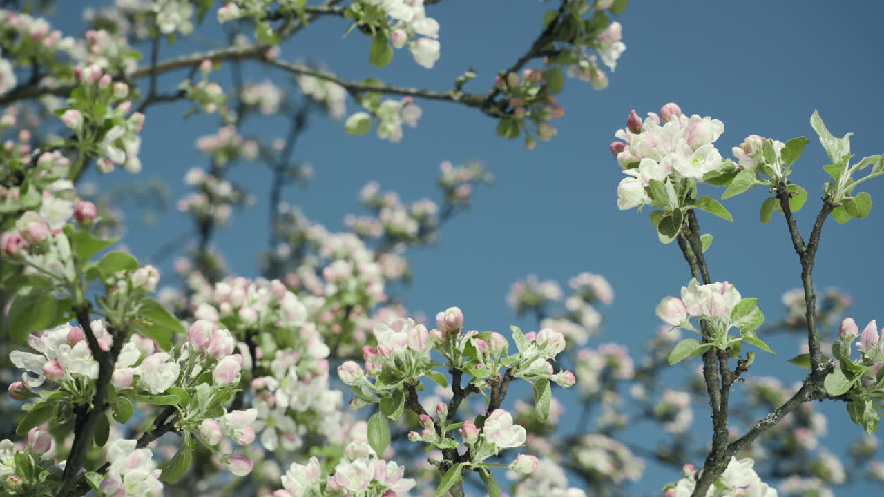 Pink and white flowers, apple tree blossoms with blue sky background