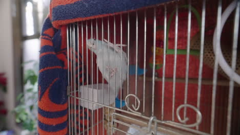 Cute-Pet-Parrot-In-A-Cage-In-Tokyo,-Japan---close-up