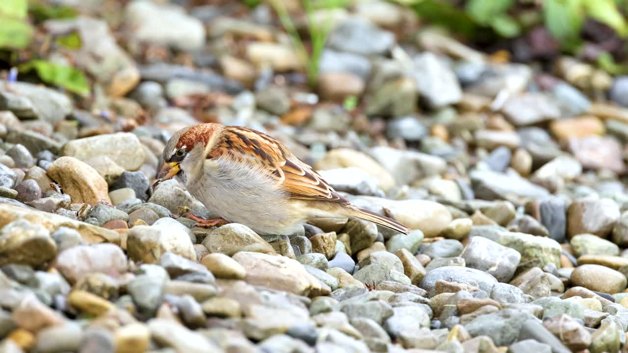 A sparrow searches for food among pebbles at Lake Tekapo. Natural lighting highlights the bird's detailed plumage and the rocky environment